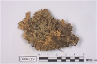 藏品(牛皮葉屬)的圖片